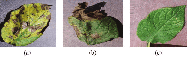Vegetation Disease Detector
