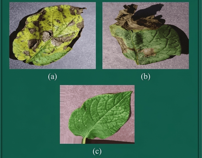 Vegetation disease detection project